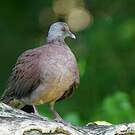 Pigeon de Madagascar