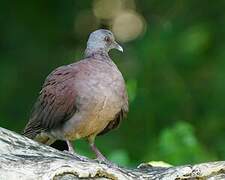 Pigeon de Madagascar