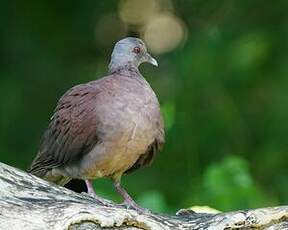 Pigeon de Madagascar