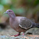 Pigeon picazuro