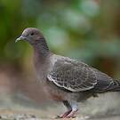 Pigeon picazuro