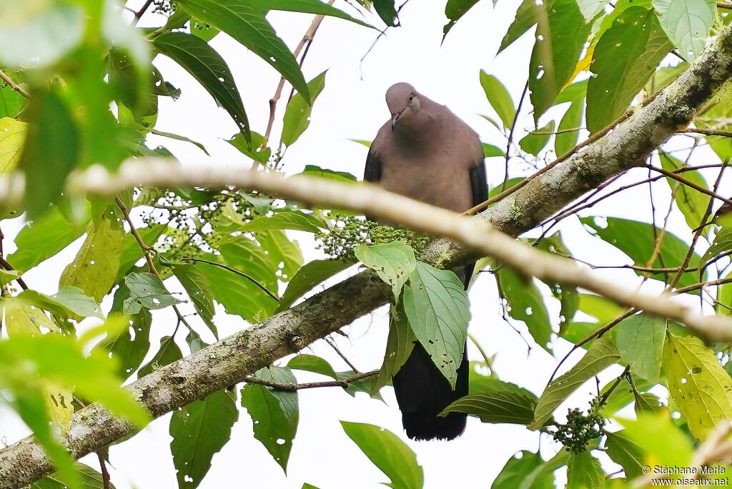 Plumbeous Pigeonadult