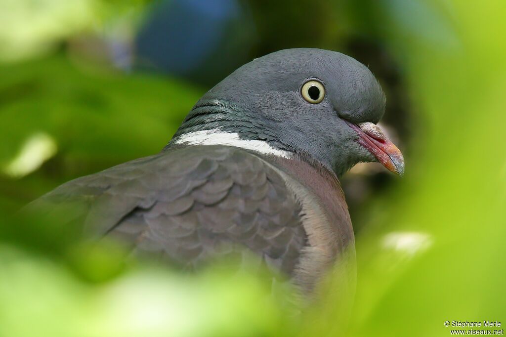 Common Wood Pigeonadult