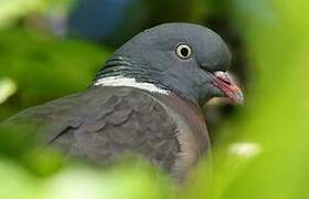 Common Wood Pigeon