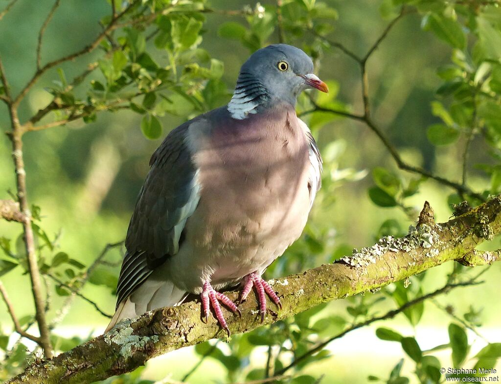 Common Wood Pigeonadult