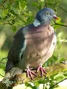 Common Wood Pigeon