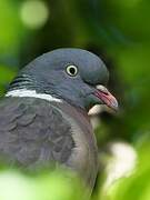 Common Wood Pigeon