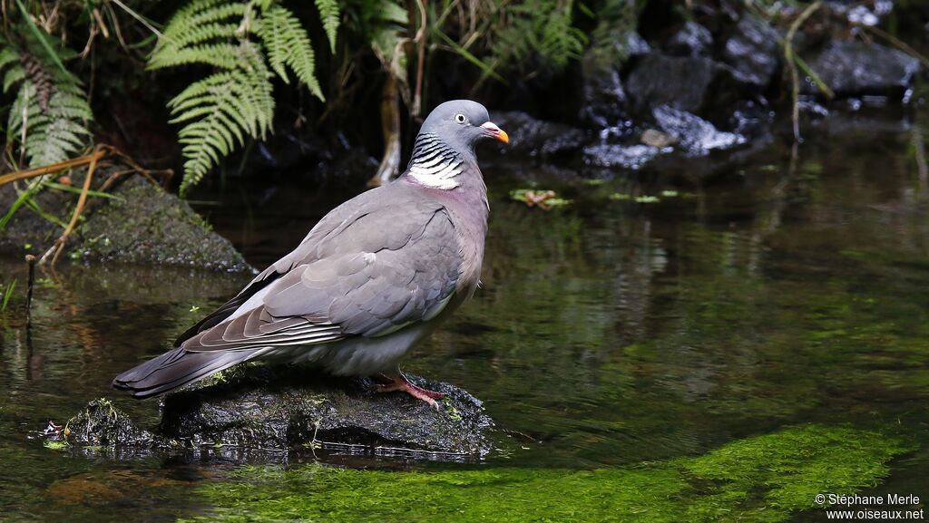 Pigeon ramier