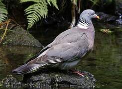 Common Wood Pigeon