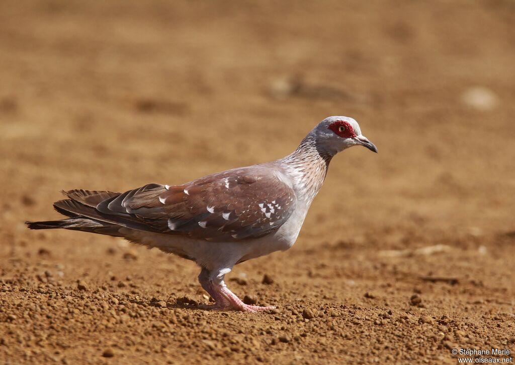 Pigeon roussardadulte