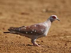 Speckled Pigeon