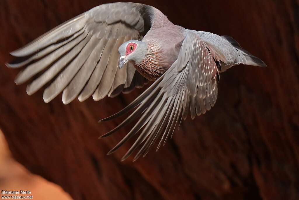 Speckled Pigeonadult, Flight