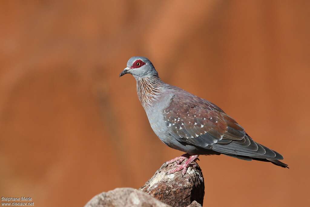 Pigeon roussardadulte, identification