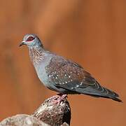 Speckled Pigeon