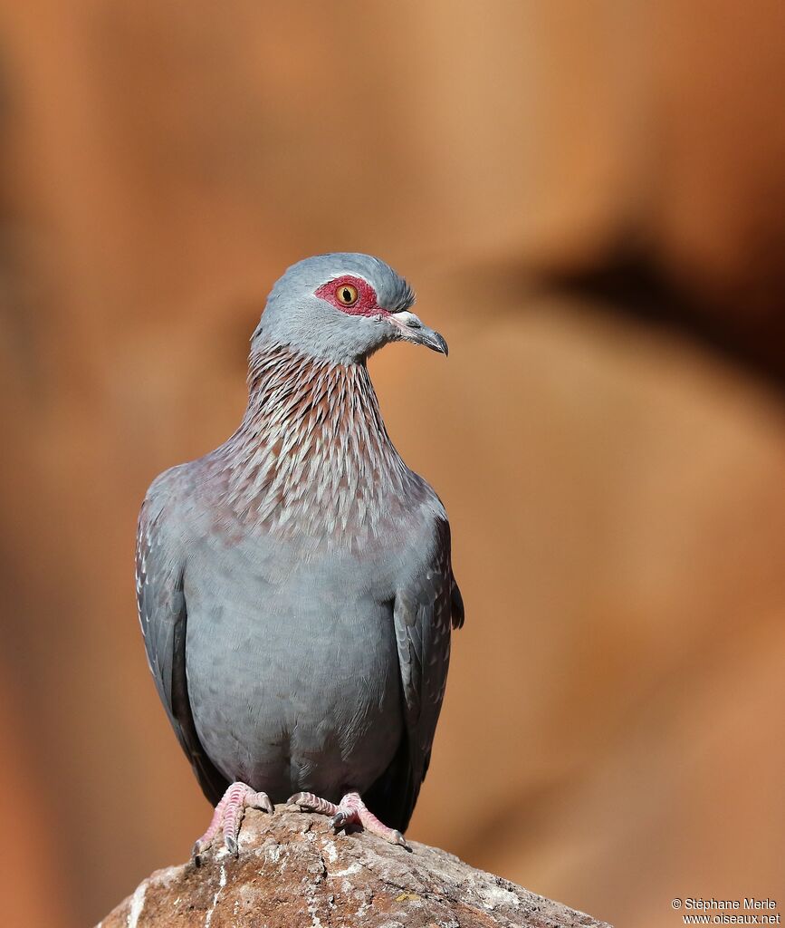 Pigeon roussardadulte