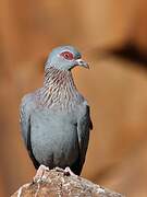 Pigeon roussard