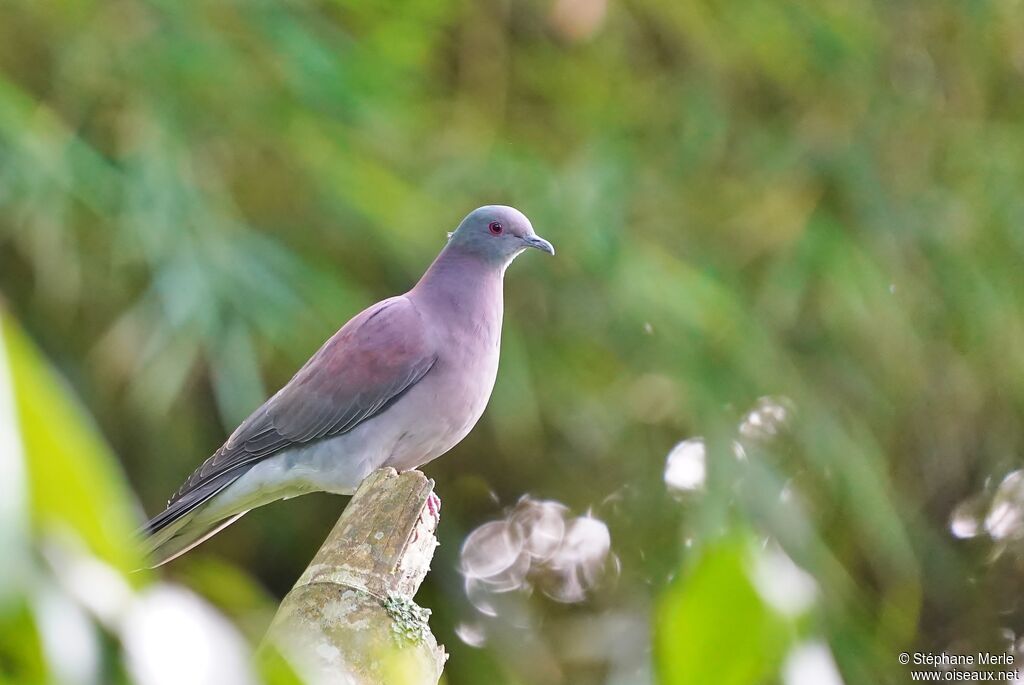 Pigeon roussetadulte