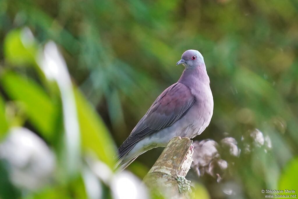 Pigeon roussetadulte