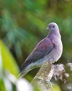 Pale-vented Pigeon