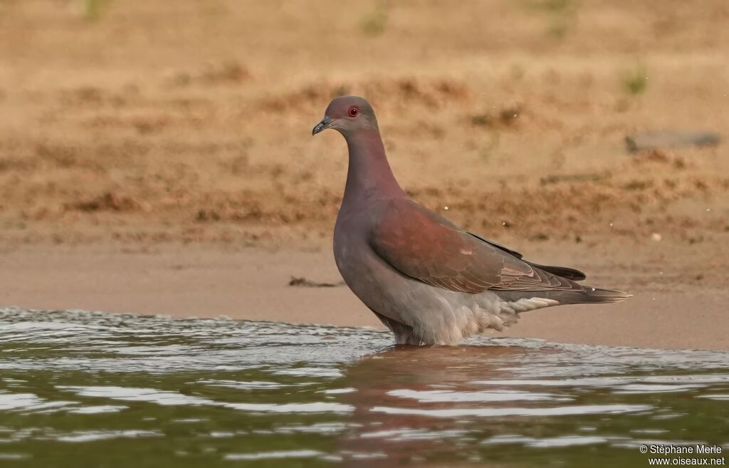 Pigeon roussetadulte