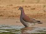 Pigeon rousset