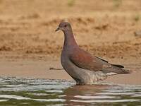 Pigeon rousset