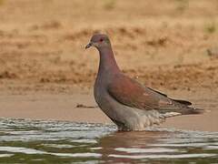 Pigeon rousset