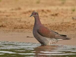 Pigeon rousset