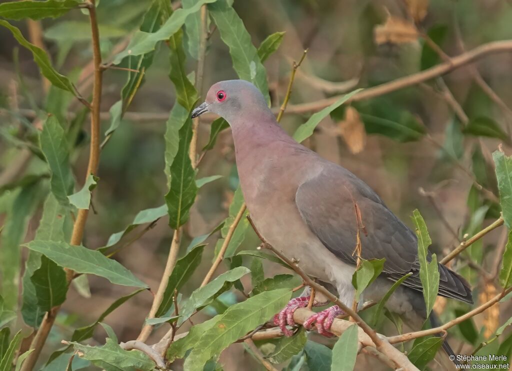 Pigeon rousset