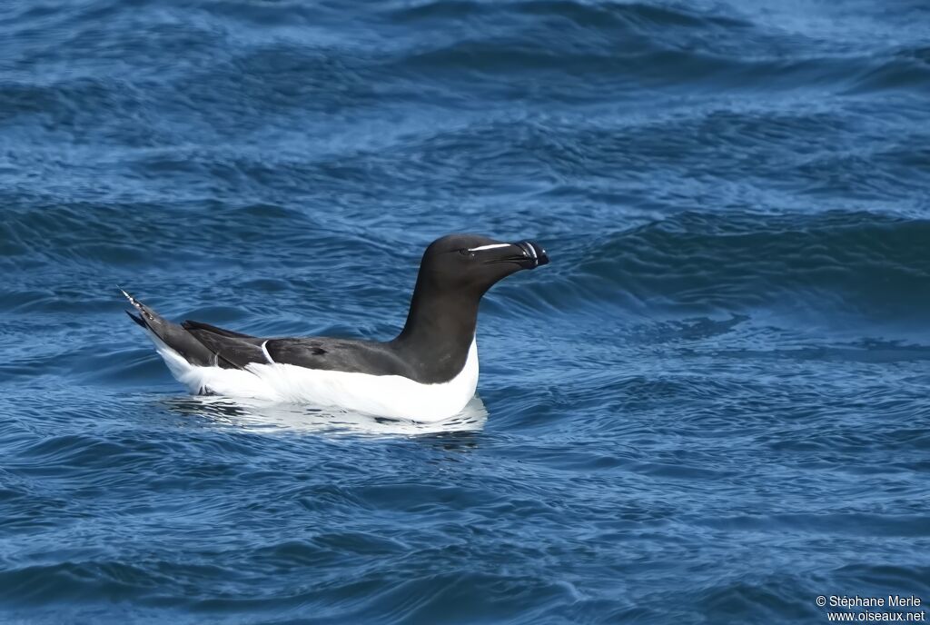 Razorbill