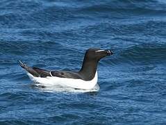 Razorbill