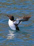 Razorbill