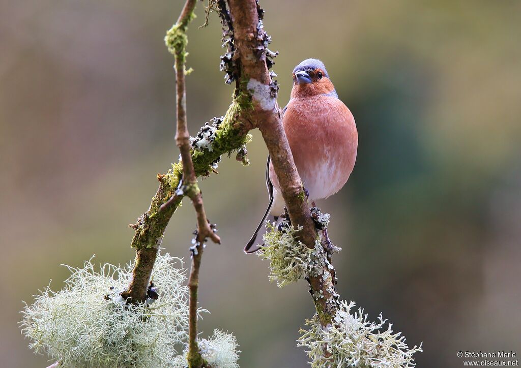 Common Chaffinch male adult breeding