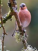 Common Chaffinch