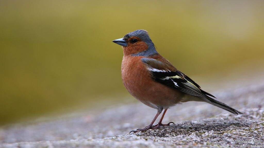 Eurasian Chaffinch male