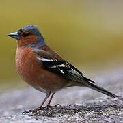 Eurasian Chaffinch