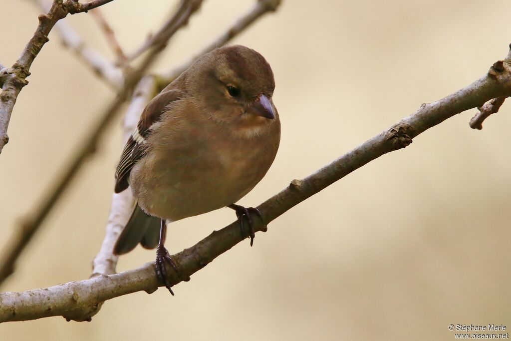 Eurasian Chaffinch female