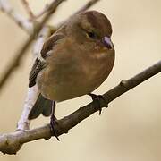 Eurasian Chaffinch