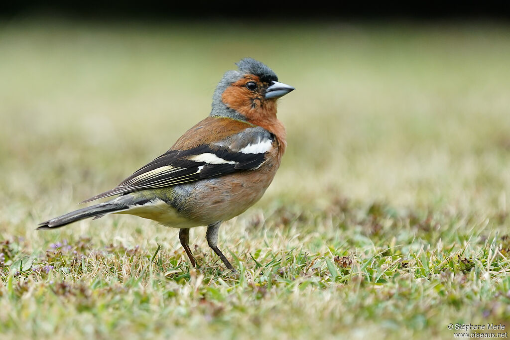 Eurasian Chaffinch male adult breeding