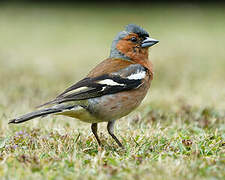 Common Chaffinch