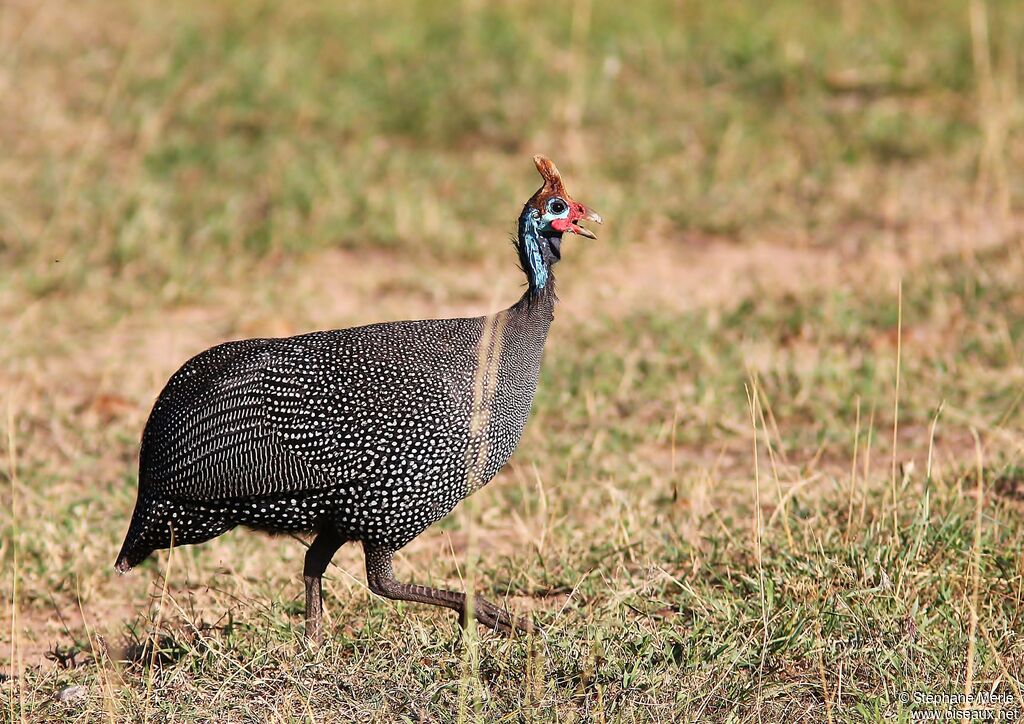 Helmeted Guineafowladult