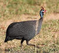 Helmeted Guineafowl