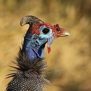 Helmeted Guineafowl