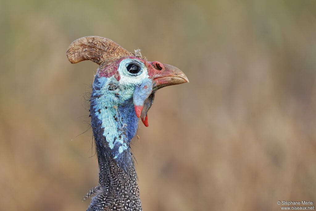 Helmeted Guineafowl