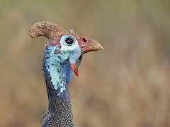 Helmeted Guineafowl