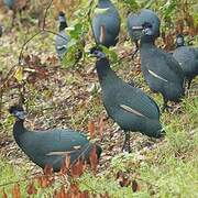 Western Crested Guineafowl