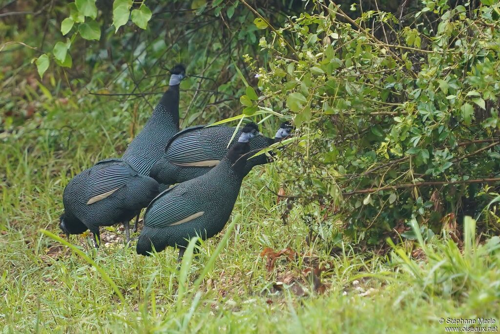 Western Crested Guineafowl