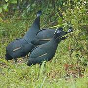 Western Crested Guineafowl