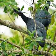 Western Crested Guineafowl