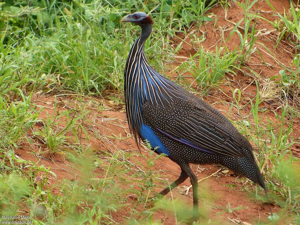 Vulturine Guineafowladult, identification